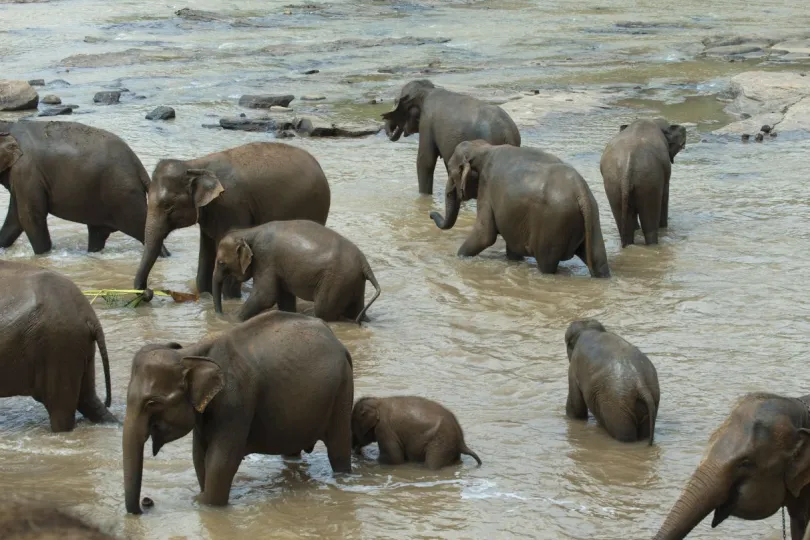 India olifanten Kerala