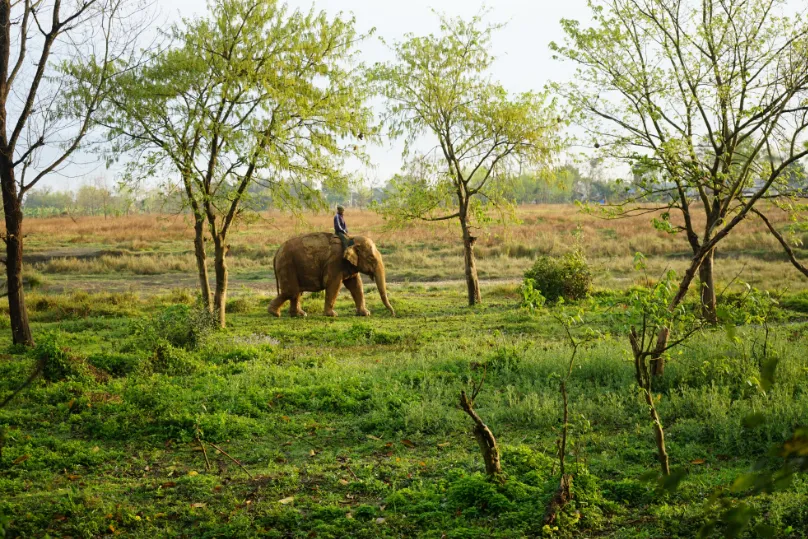 Nepal Chitwan