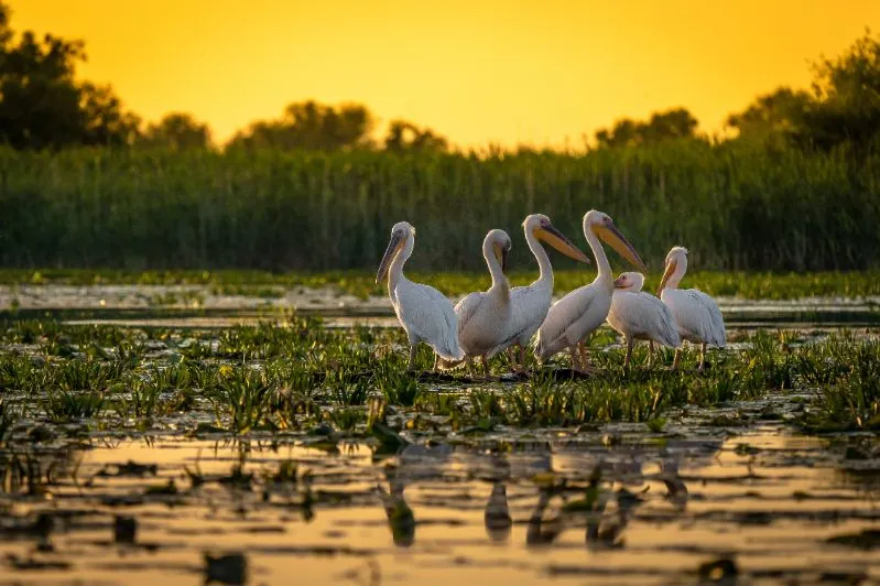 Roemenië delta