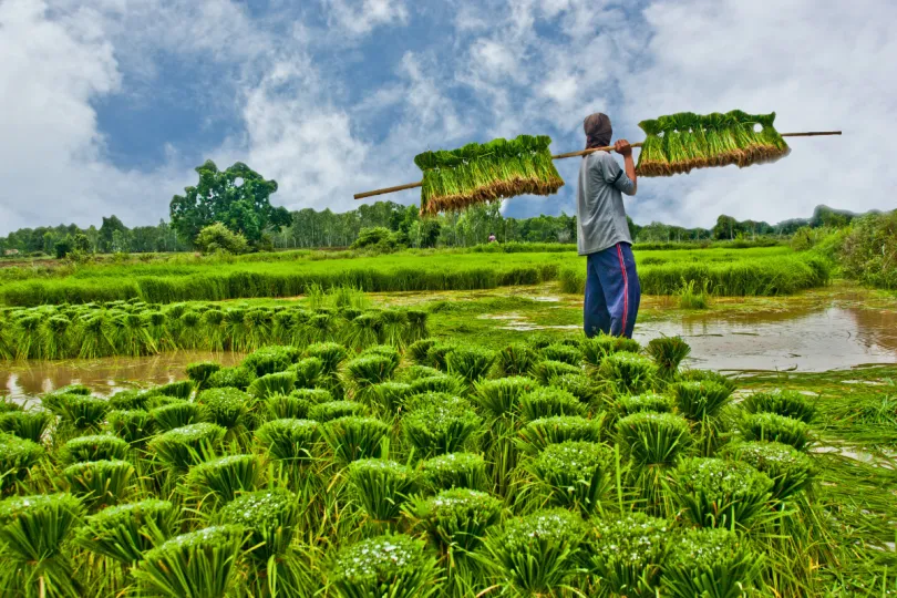 Thailand rijstvelden