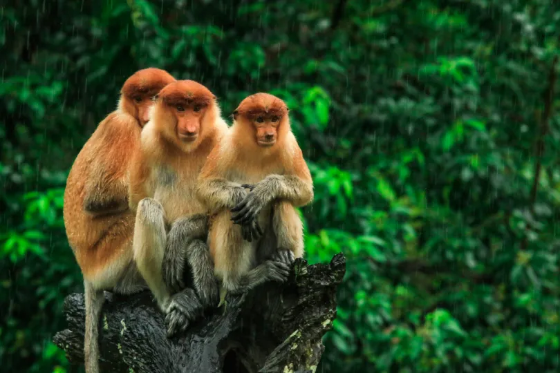 Borneo rondreis apen