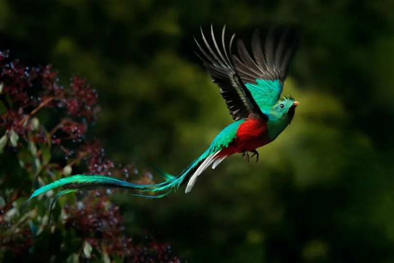 Costa Rica vogel