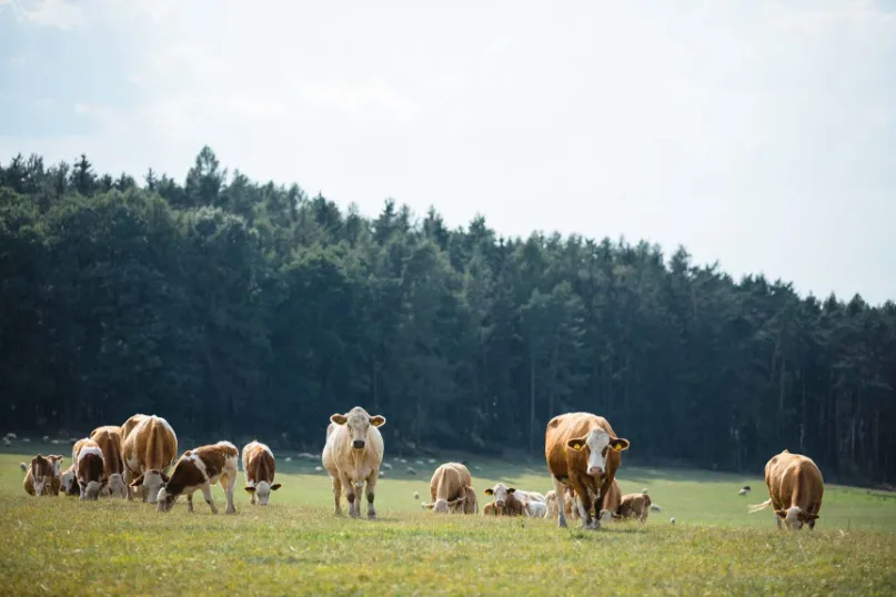 Eco boerderij in Tsjechie