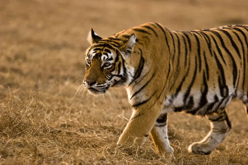 India tijger Nagarhole National Park