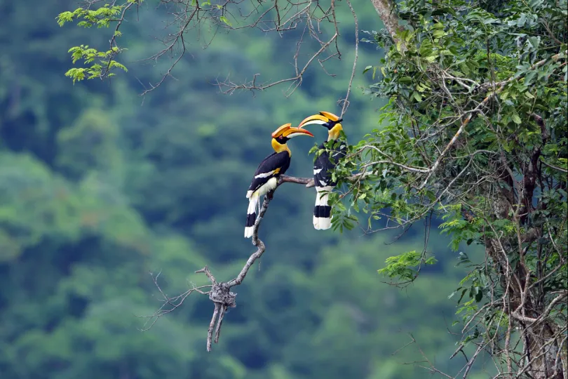 Maleisisch Borneo reizen hornbill
