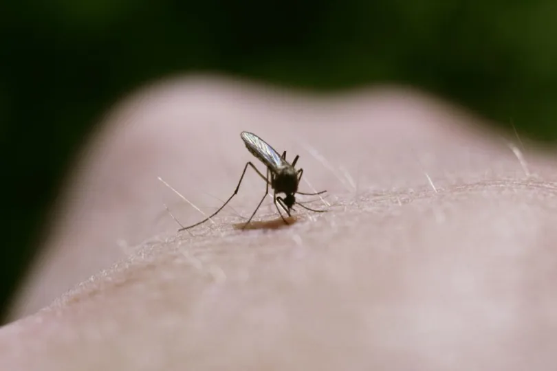 Muggen in Zweden mug prikt