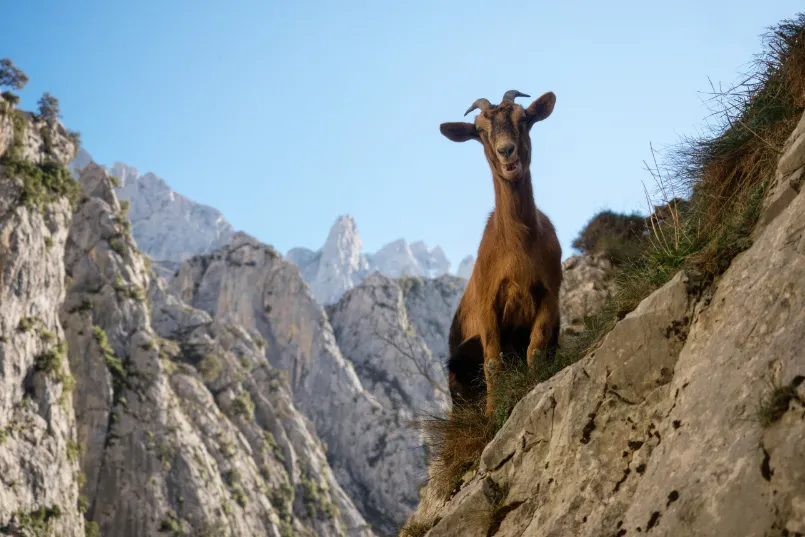 Picos de Europa Spanje