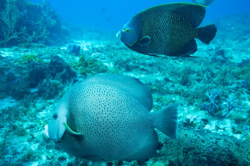 Mexico snorkelen