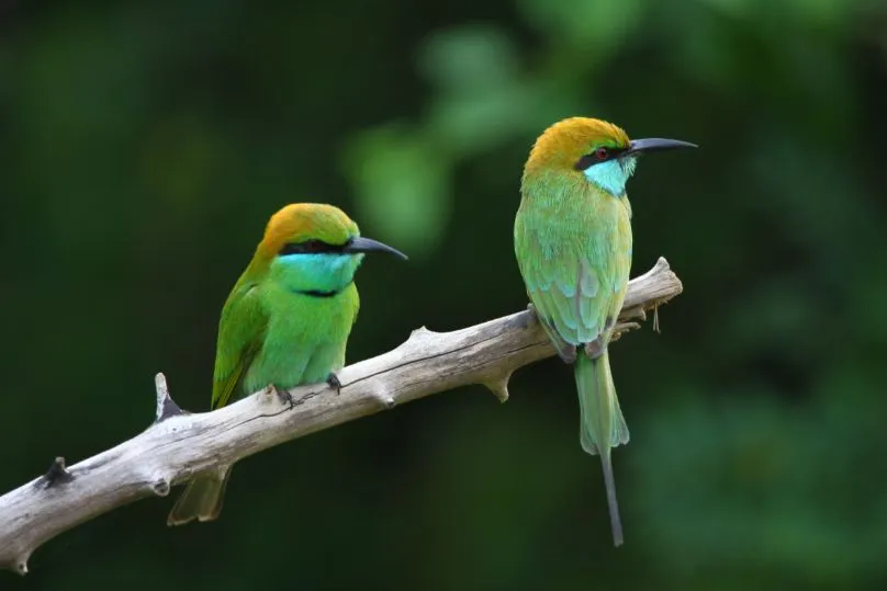 Sri Lanka vogel