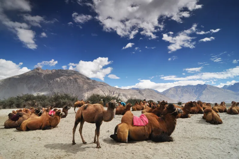 Ladakh Shyok River Lodge