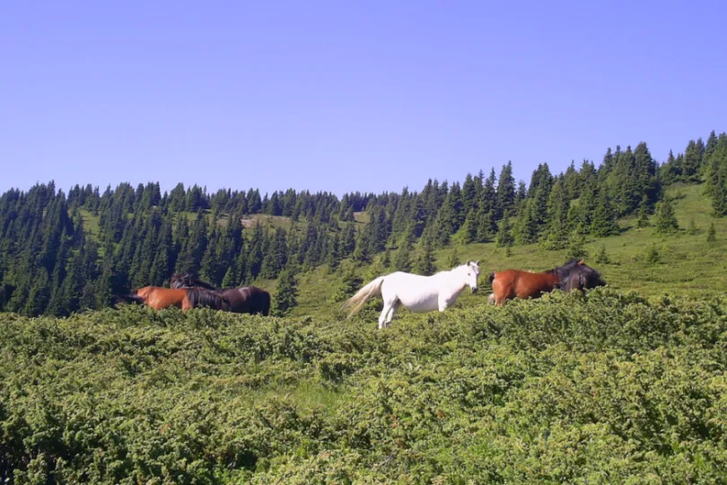 Actieve Bulgarije reis Rhodopes paarden