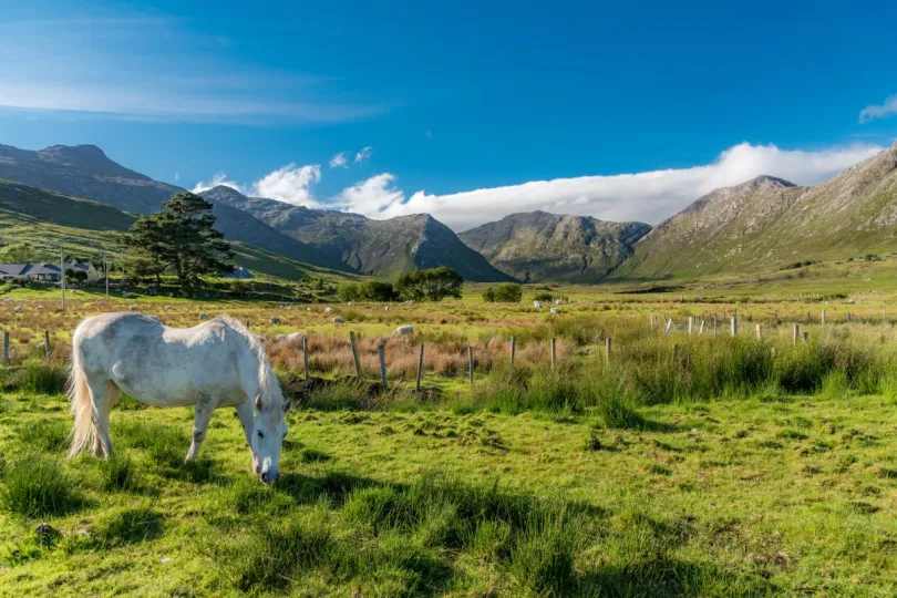 Excursies Ierland boederij Connemara pony
