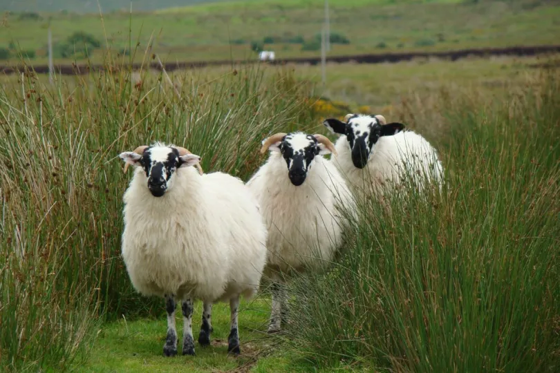 Praktische info Ierland wilde schapen