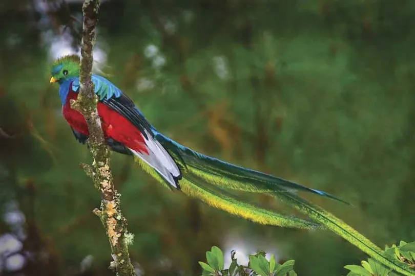 Natuurreis Nicaragua quetzal