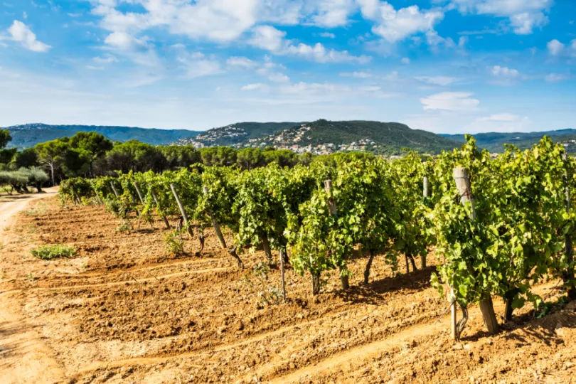 Wijngaard Catalonië Spanje