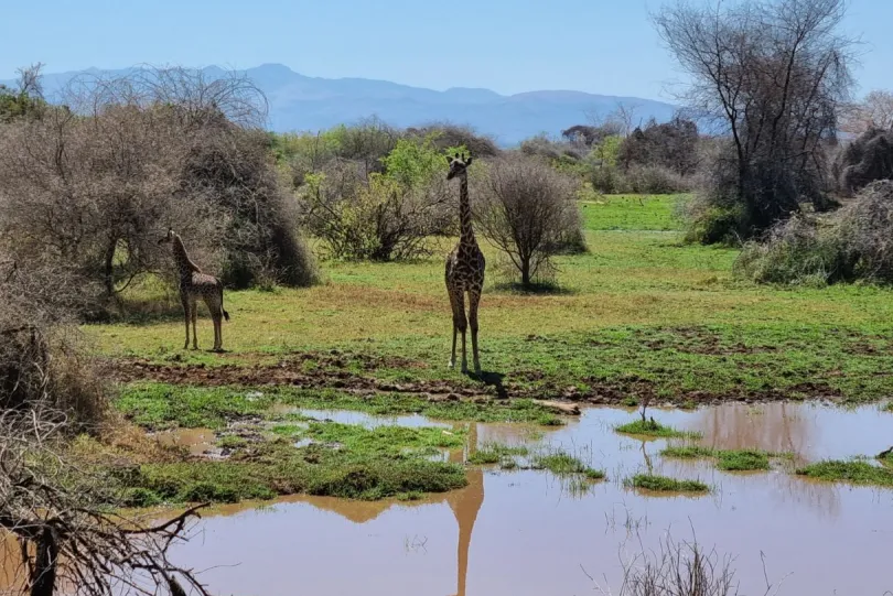 Rondreis Tanzania tijdens Corona giraffe