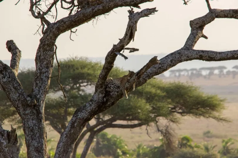 Vakantie naar Tanzania tijdens Corona beest in boom