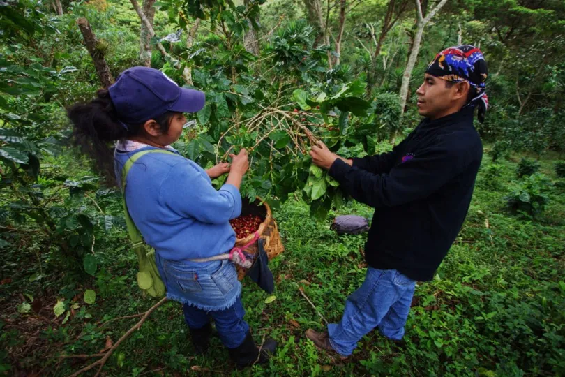 Reis Nicaragua koffieboeren
