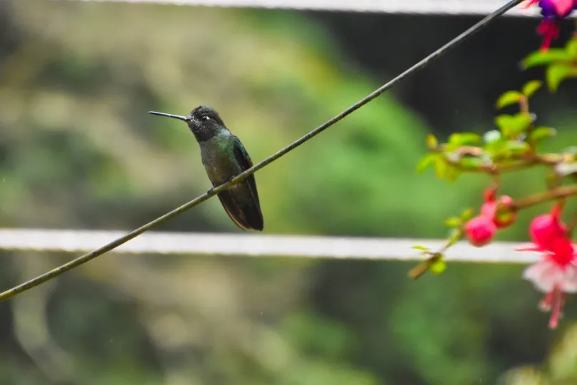 costa rica