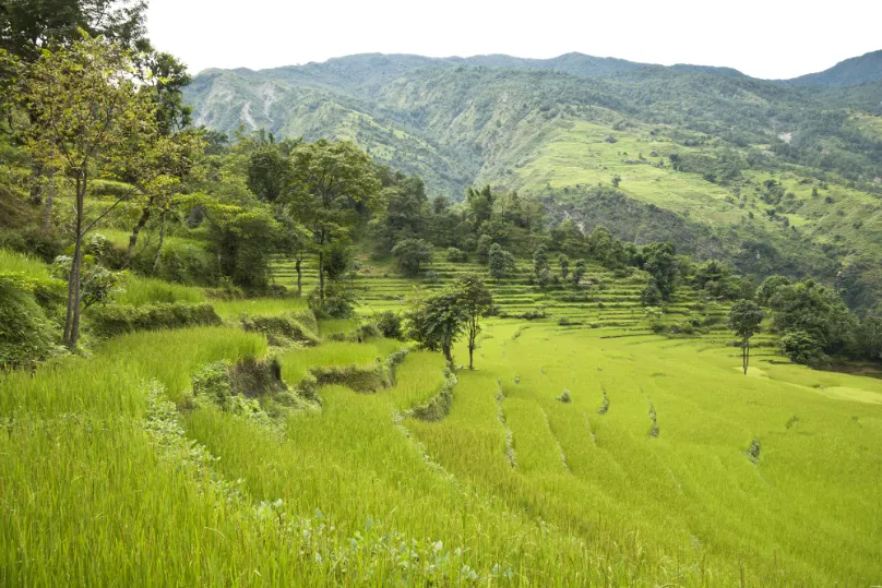 Nepal terrasvelden