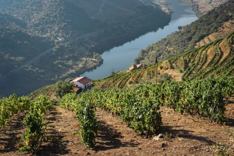 wijngaarden in de Douro vallei, portugal