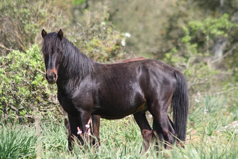 paard in Sardinië