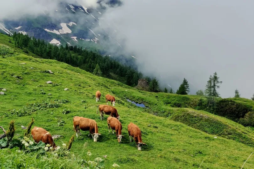 Koeien in Hohe Tauern Nationaal Park, Oostenrijk