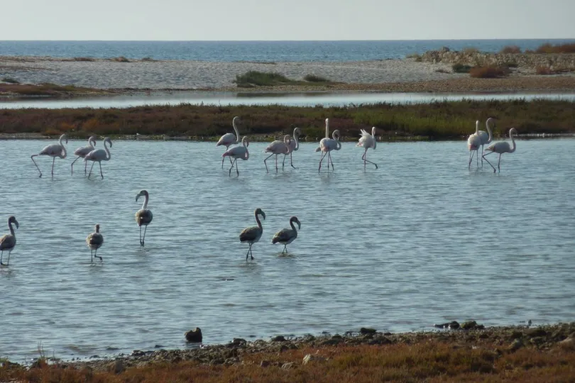 flamingo's bij Cabras in Sardinië