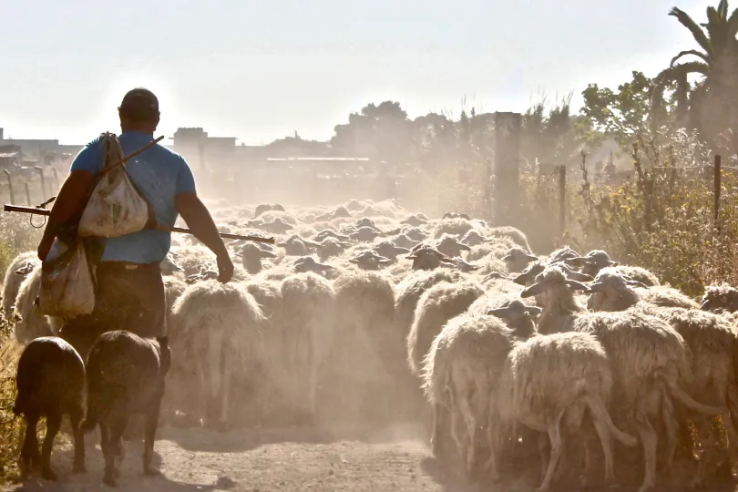 herder in Italië