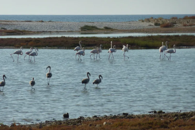 Flamingo's spot je op het mooie Is Arutas strand op Sardinië