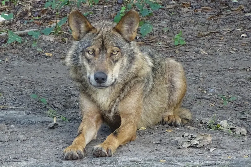 iberische wolf