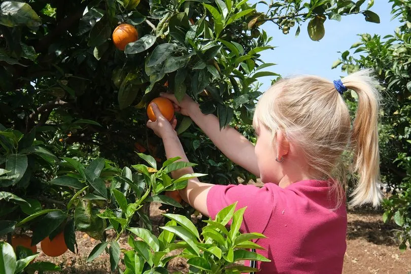 kind plukt fruit op Sicilië