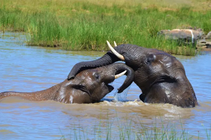 Olifanten in de rivier, Malawi