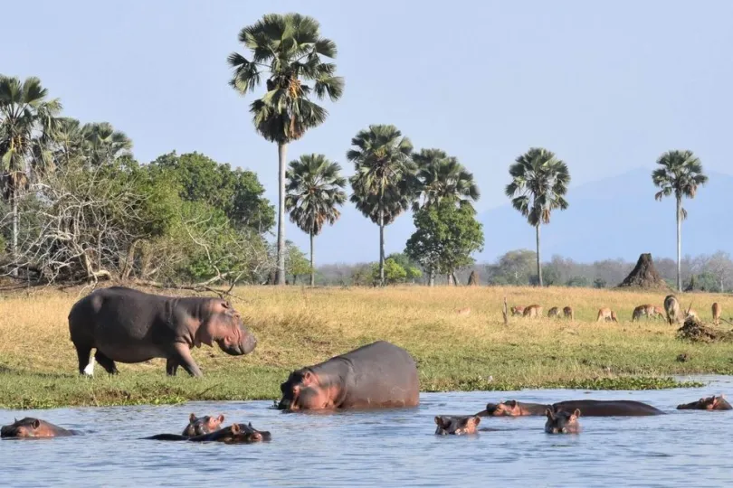 Nijlpaarden Shire rivier, Malawi