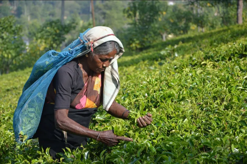 Local aan het werk in Sri Lanka