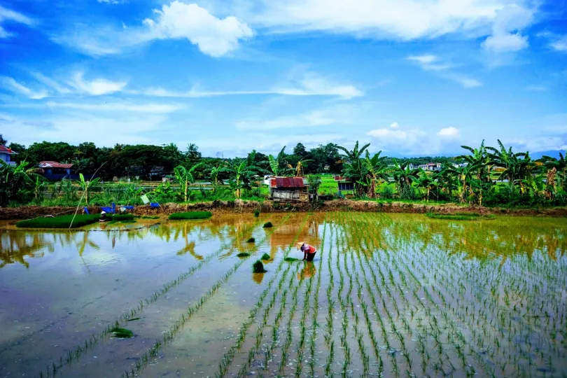 Rijstveld en natuur; Sulawesi, Indonesië