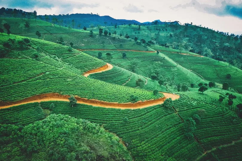 Theeplantage in Sri Lanka