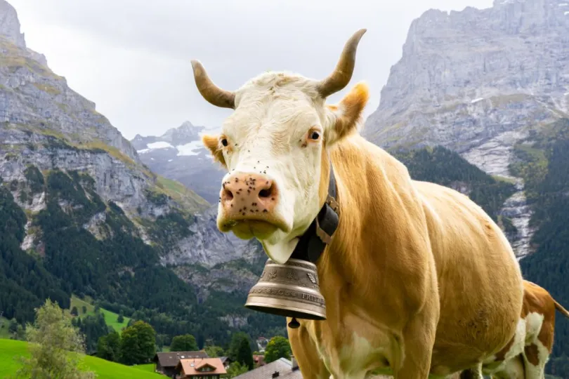 Zwitserland bestemmingsinfo koe Grindelwald