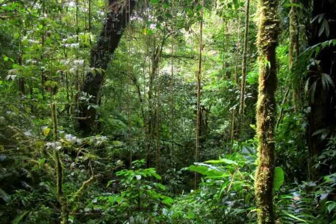 Monte Verde Costa Rica