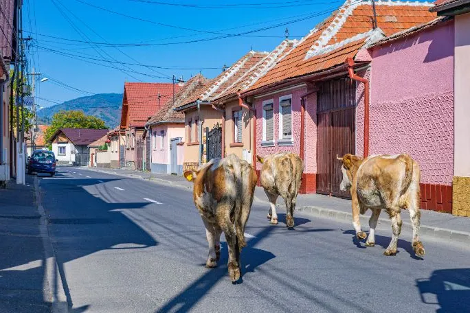 Koeien in dorp Roemenië