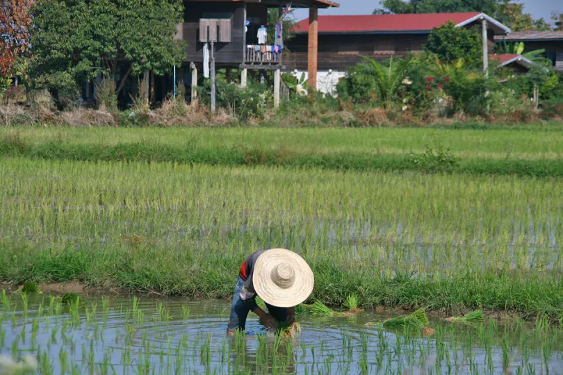 Local aan het werk op rijstveld Sukhothai