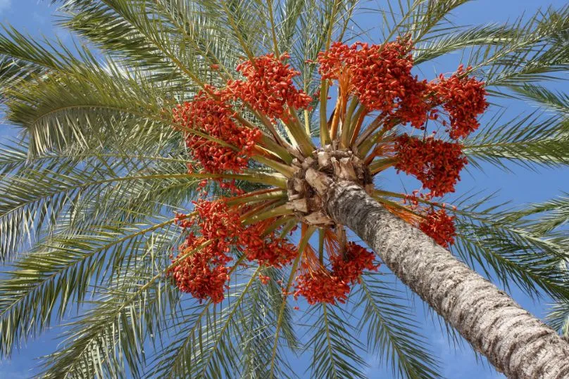 Marokko palmboom