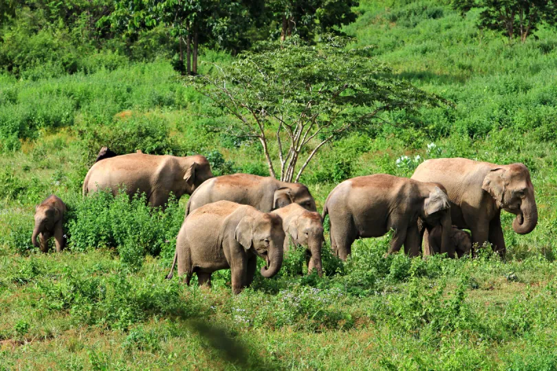 Olifanten in Kui Buri National Park