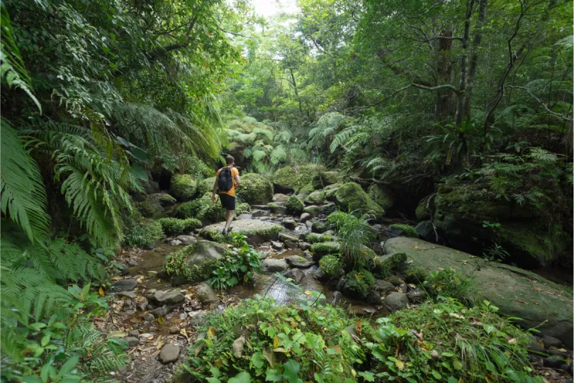 Wandelen door het regenwoud in Thailand