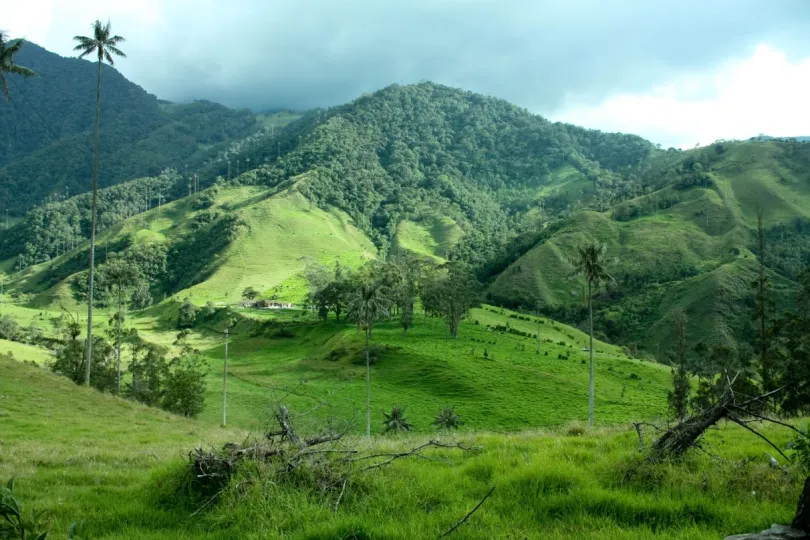 Colombia Cocora vallei waspalmen