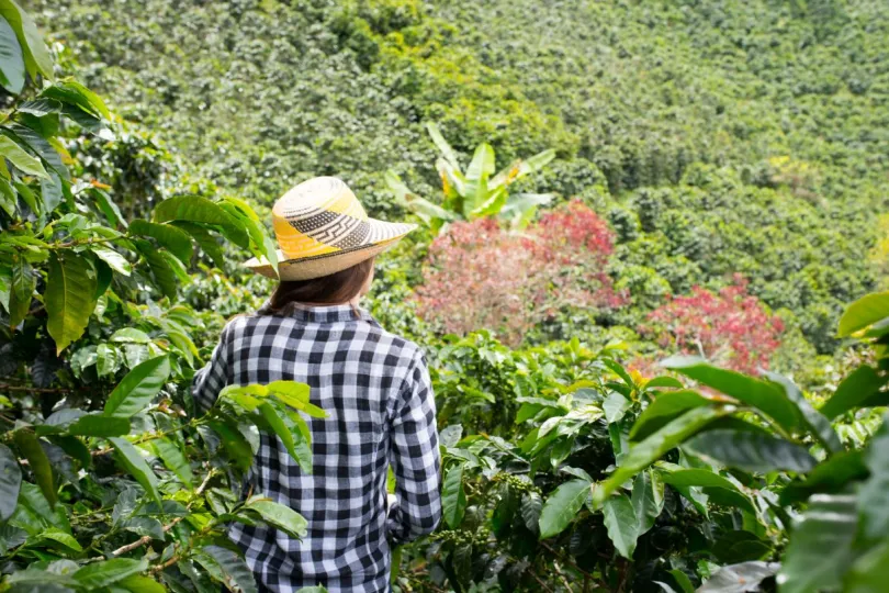 Colombia Manizales Koffie