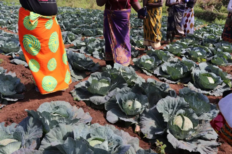 Vrouwen staan in een veld met kool Malawi