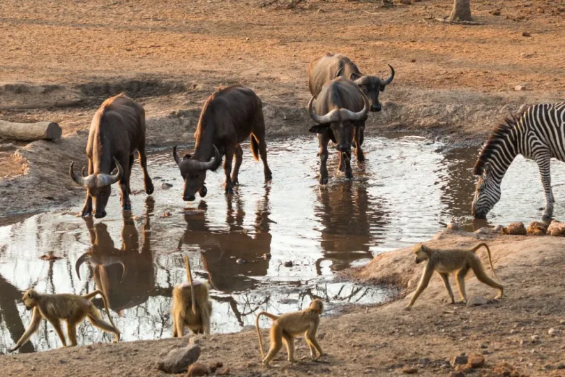 Zebra's, apen en buffels drinken water National Park Majete Malawi