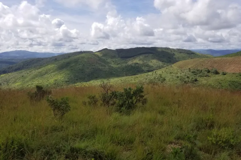 Viphya forest Malawi