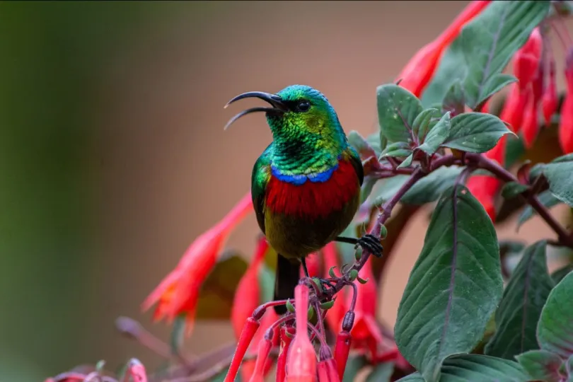 Vogel Zomba plateau Malawi